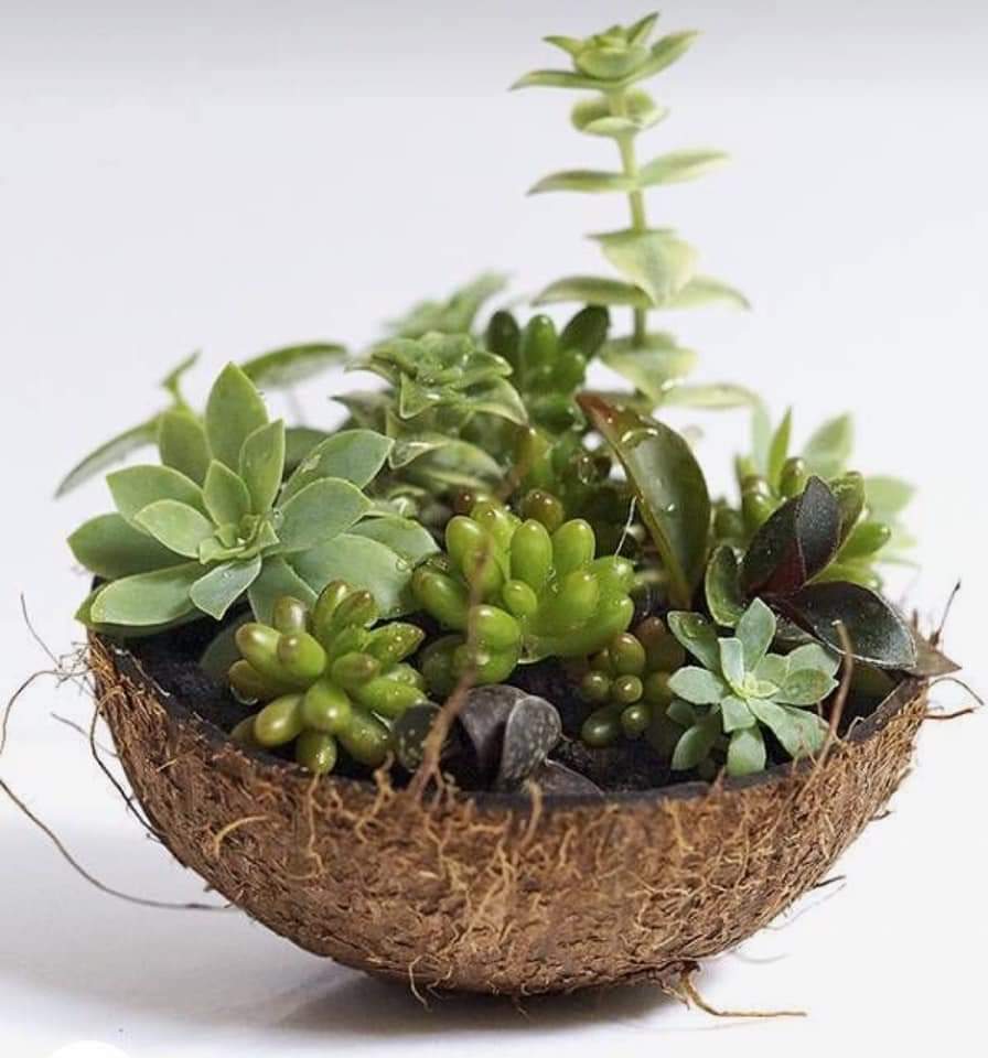 Kiva Store  Handcrafted Coconut Shell Planter from Bali - Floating Florals